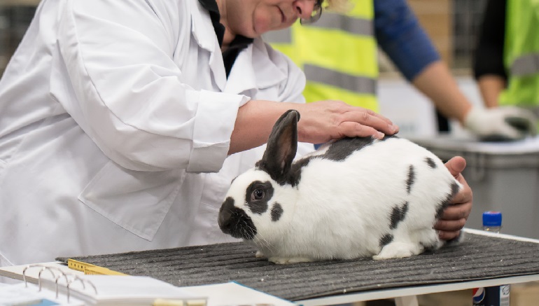 Rabbit pet insurance