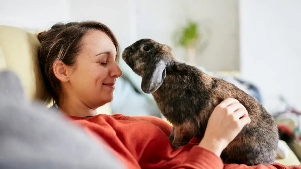 The future of rabbit pet insurance