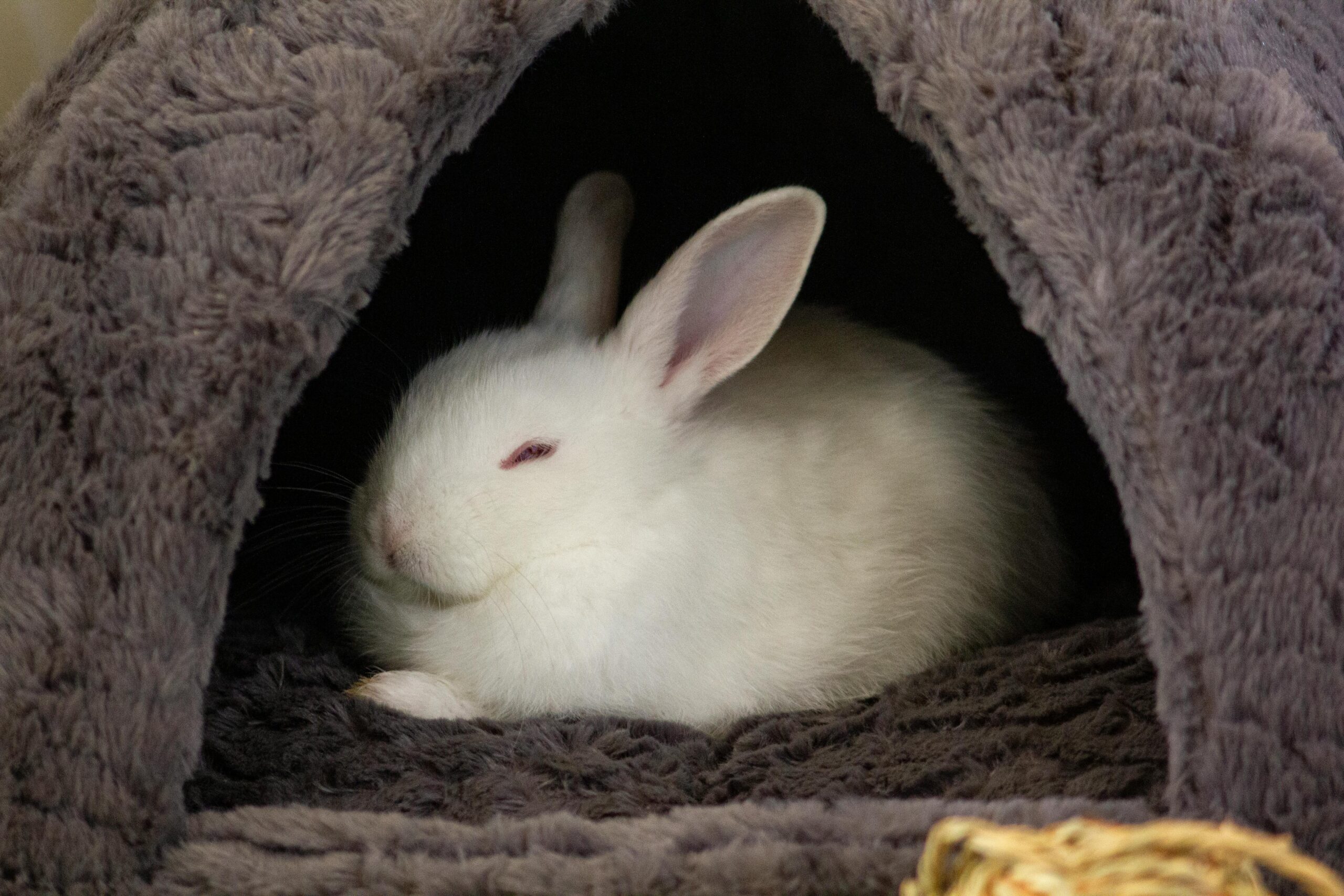 Rabbit pet insurance