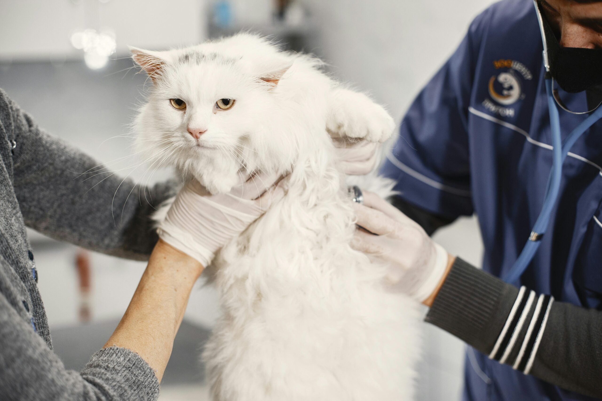 personality of persian cats