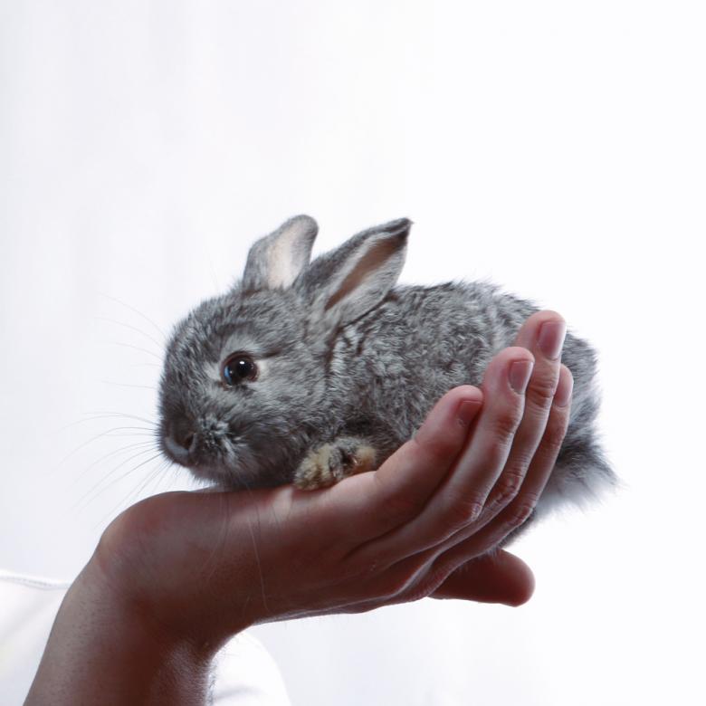 Rabbit Hutch