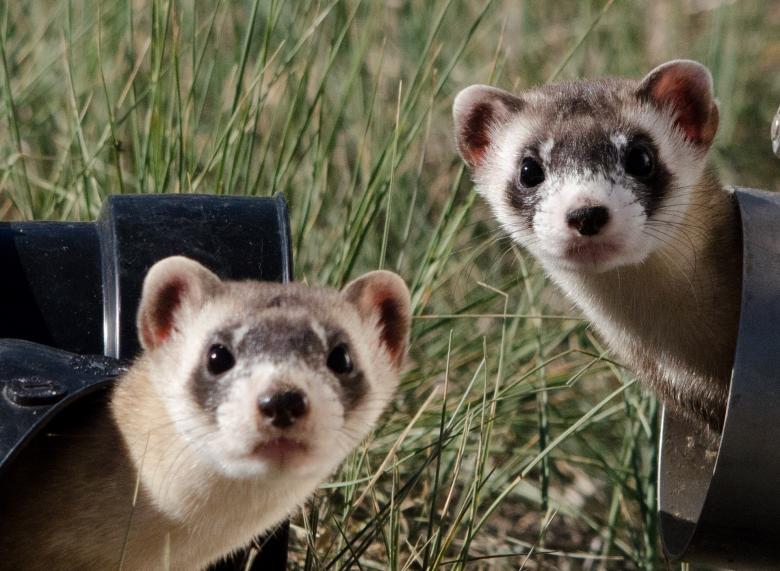Ferret relationship