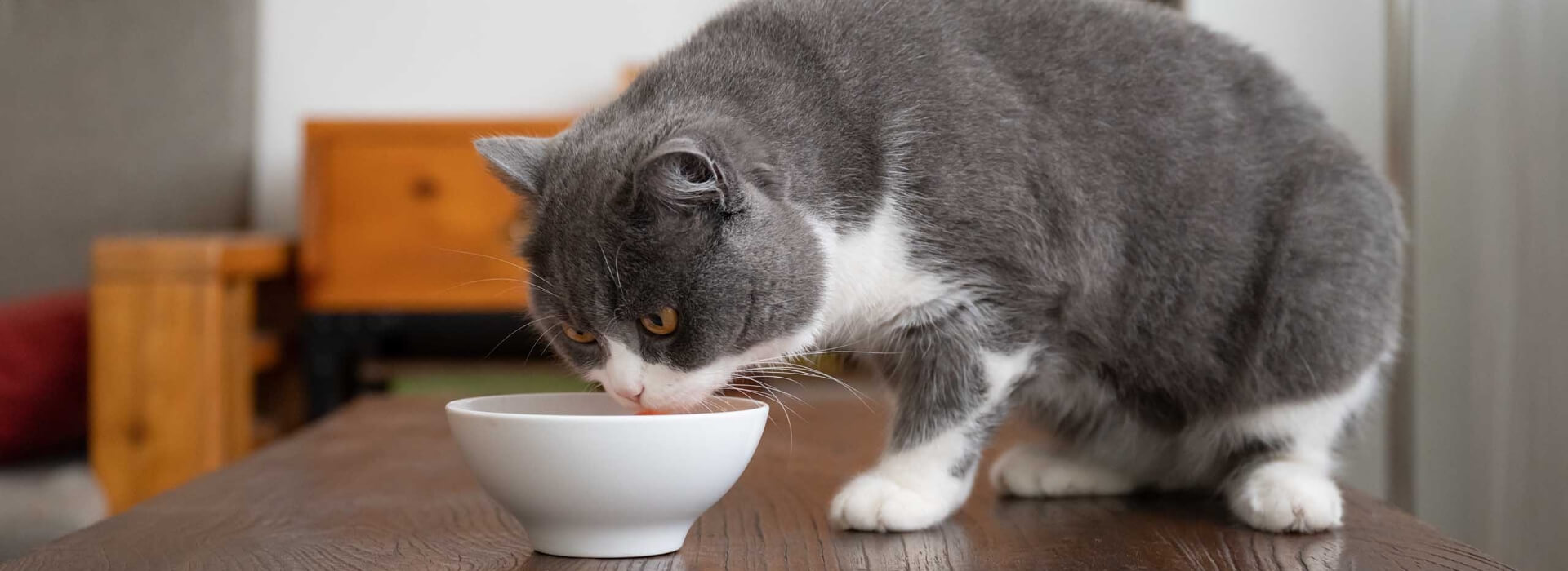 indoor cats.