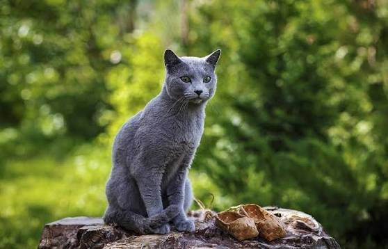 Personality of Russian blue cats: Why They’re the Gentle Aristocrats of Cats?