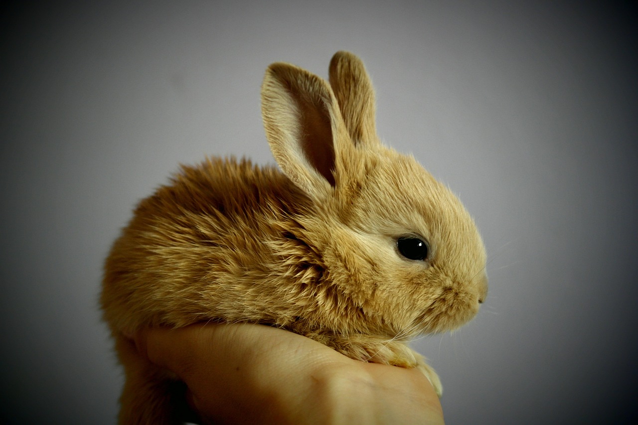 Rabbit pet insurance cost
