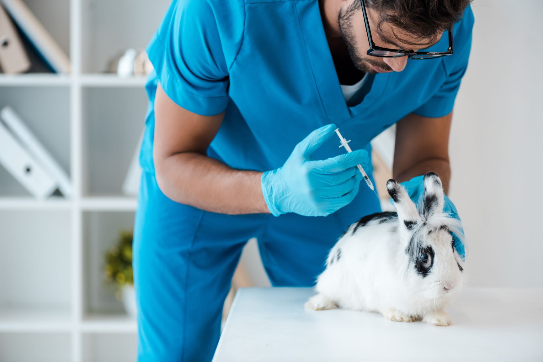 Rabbit insurance in UK