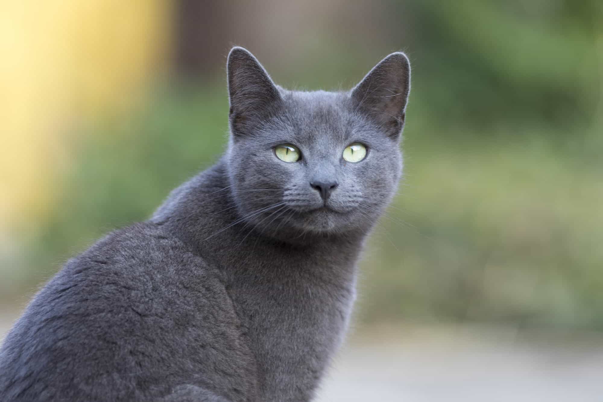Russian Blue Cats