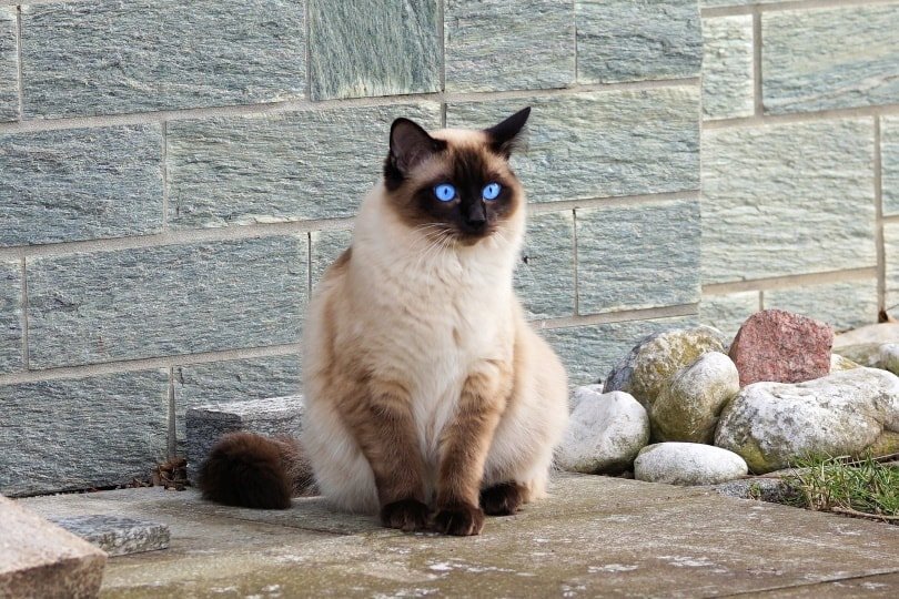 Why siamese cats are popular widely?