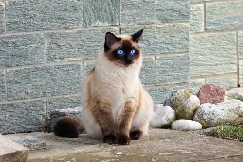 Do you have any idea how much Siamese Cat price in USA 2026?