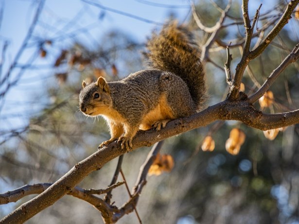 Squirrels : Some climbing abilities and tricks, that will surprise you....
