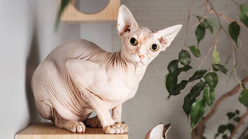 During sphynx cats lifespan : What are the problems they have to face!