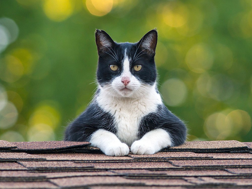 What is the lifespan of tuxedo cat? How to care them?