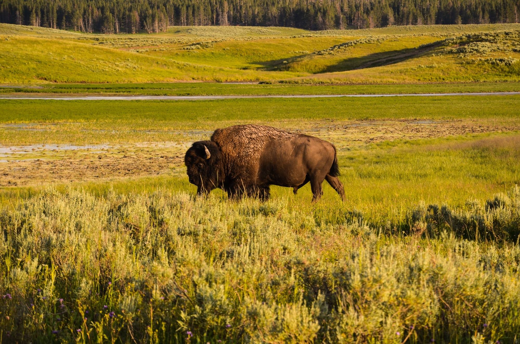 Yellowstone National Park