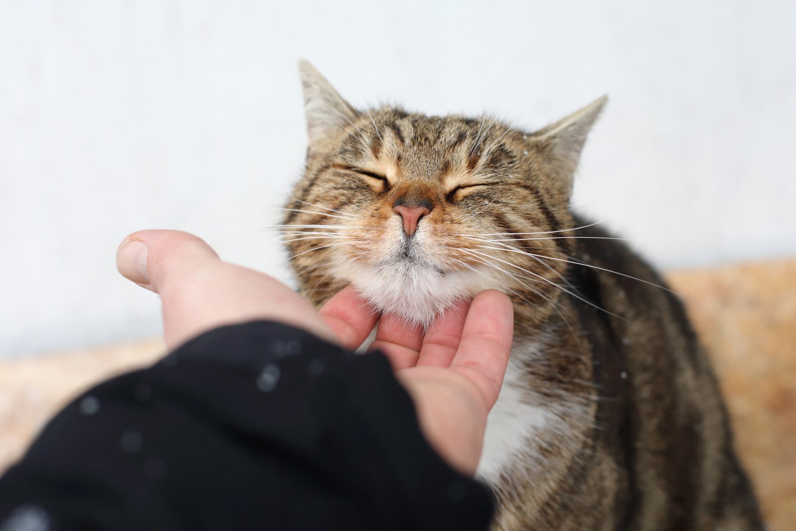 Why Do Cats Purr