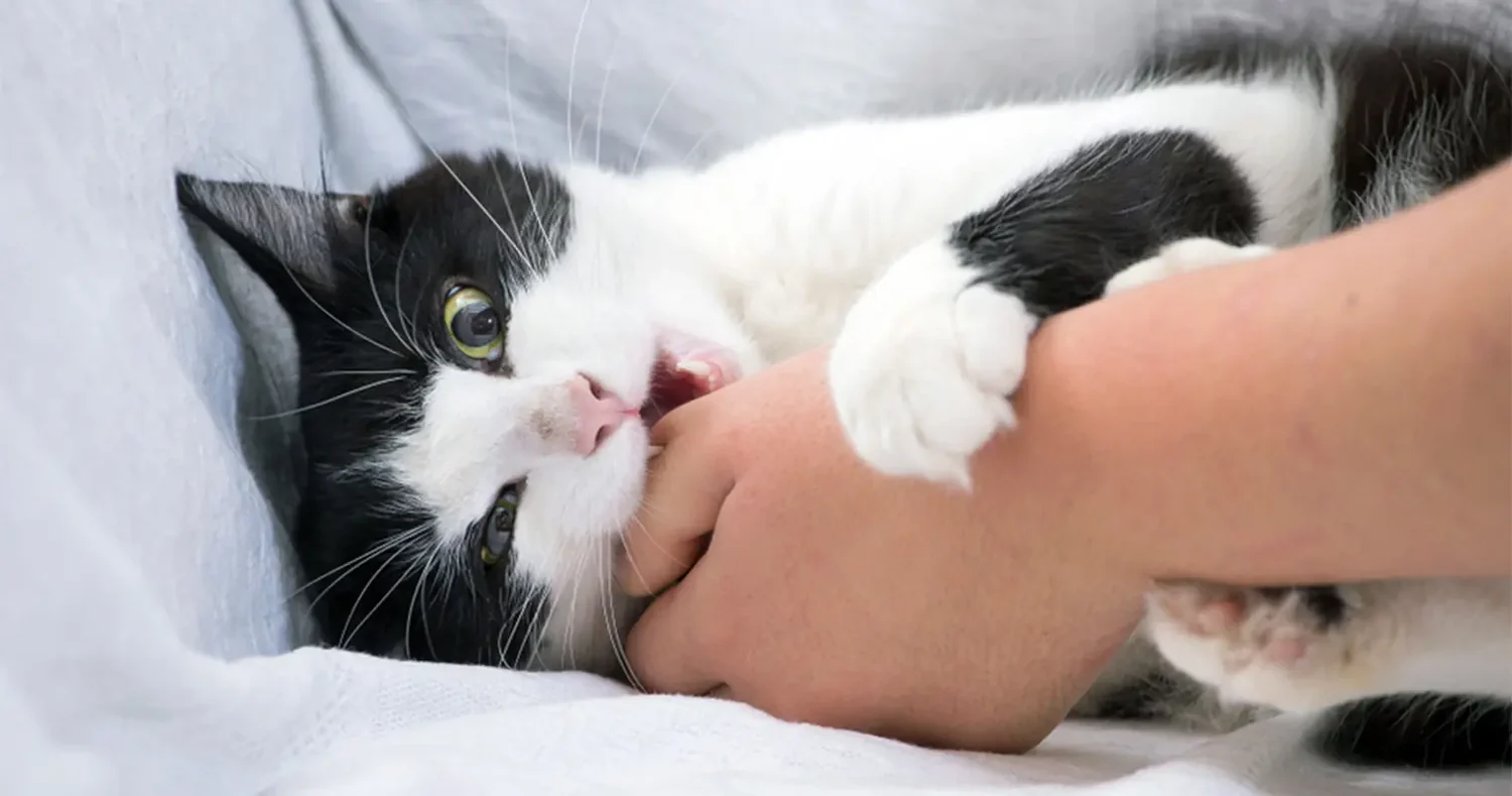 Cats Bite